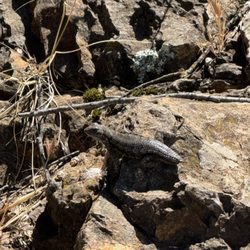 Matt Davis Trail