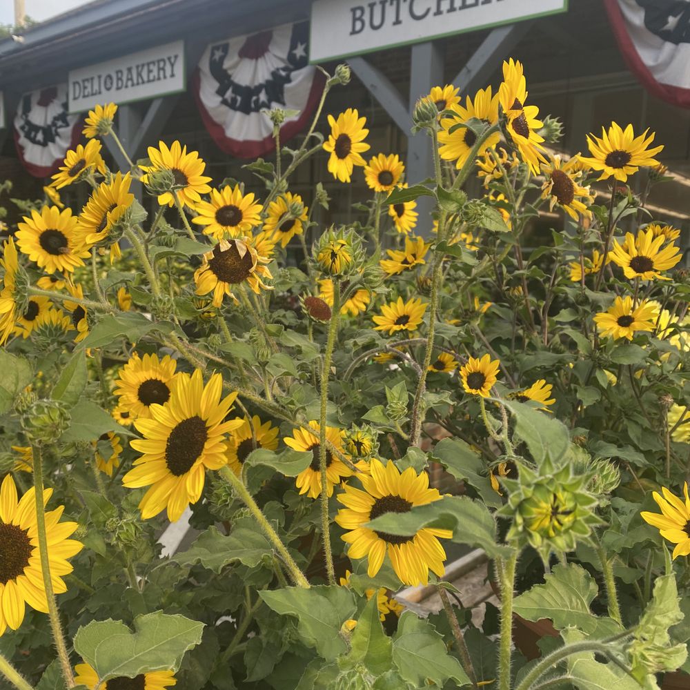  field of sunflowers