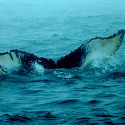 Brier Island Whale and Seabird Cruises
