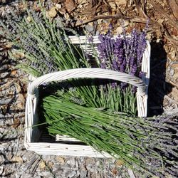 Frog Creek Farm Ojai