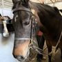 Photo of Wallen West Farms & Riding Academy