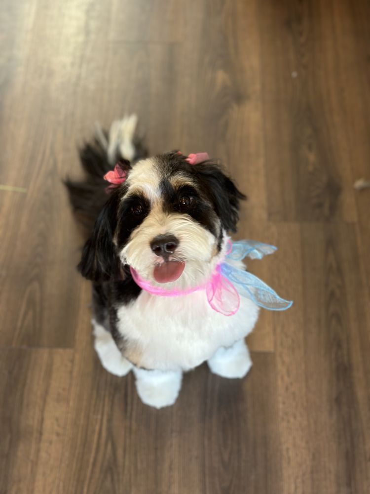 TOP DOG PET SPA Updated October 2024 63 Photos & 14 Reviews 3957