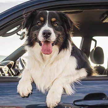 Main Smog - Another satisfied customer. Woof woof! - Smog Check Stations Near Me - Gardena, California Main Smog - Another satisfied customer. Woof woof! - Smog Check Stations Near Me - Gardena, California