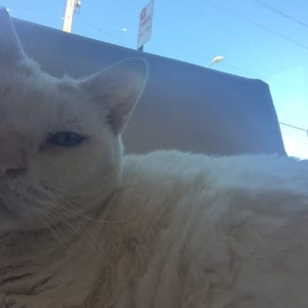 Cat Town - Animal Shelters Near Me - Oakland, California