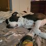Photo of Lulu’s Paws and Claws Mobile Grooming