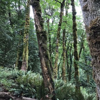 Tryon Creek State Park - Beautiful! - Parks Near Me - Portland, Oregon Tryon Creek State Park - Beautiful! - Parks Near Me - Portland, Oregon