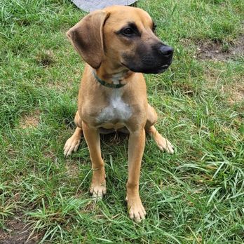 Dog. Hotel & Daycare - He's always ready to play! - Pet Groomers Near Me - Chicago, Illinois Dog. Hotel & Daycare - He's always ready to play! - Pet Groomers Near Me - Chicago, Illinois