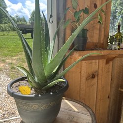 Sawyer Springs Vineyard - Plants on site