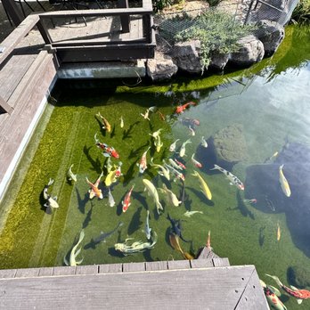 Creative Ponds and Gardens - Happy fish - Landscaping Near Me Creative Ponds and Gardens - Happy fish - Landscaping Near Me