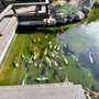 Photo of Creative Ponds and Gardens