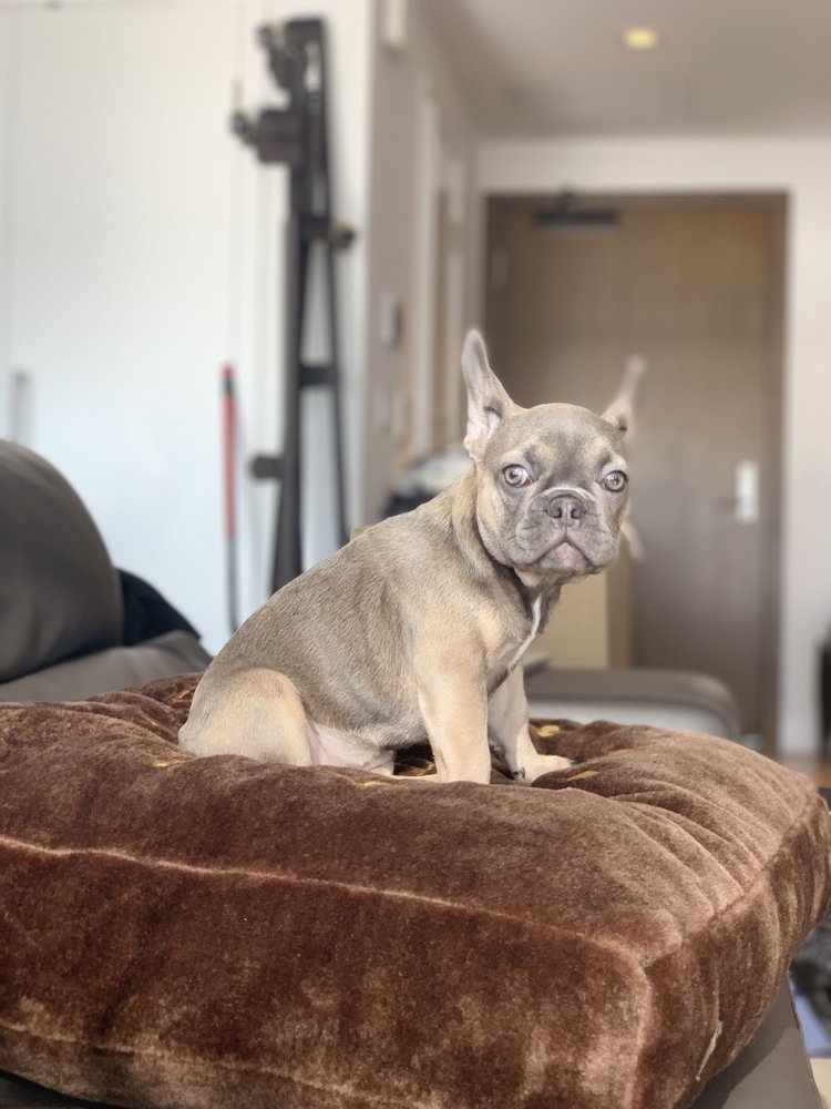 PRECIOUS PET CARE 44 Photos & 28 Reviews Pet Sitting San Diego