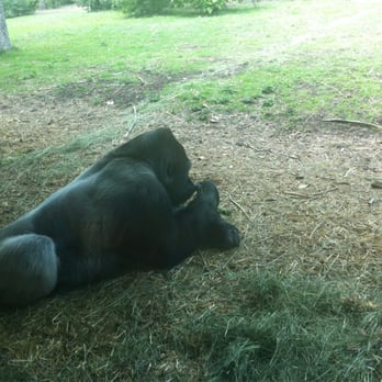 Denver Zoo - Gorilla Relaxing - Zoos Near Me - Denver, Colorado