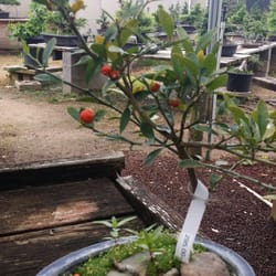 Matsuda Landscape & Nursery