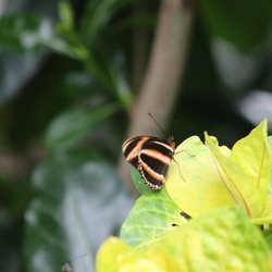 Niagara Parks Butterfly Conservatory - 6.23.23 Niagra Falls Butterfly Conservatory, Banded Orange