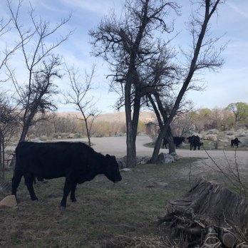 Baker Creek Campground - There are cows!!! - Campgrounds Near Me - Big Pine, California Baker Creek Campground - There are cows!!! - Campgrounds Near Me - Big Pine, California