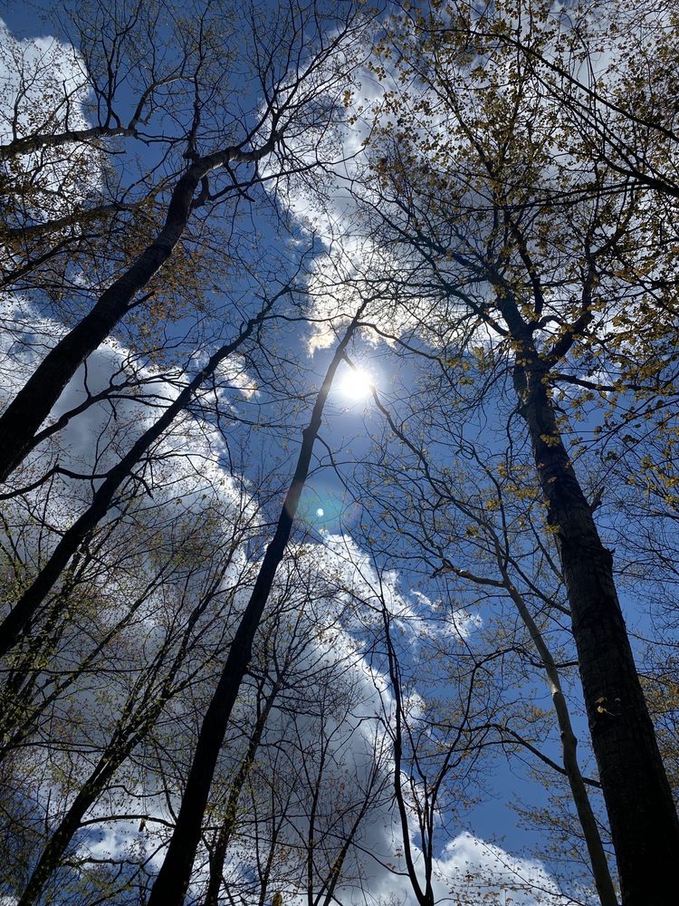 THE ASHOKAN RAIL TRAIL ART 16 Photos 1285 NY28, West Hurley, New