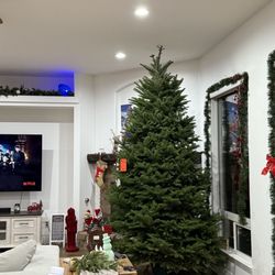Frosty’s Forest - What we brought home