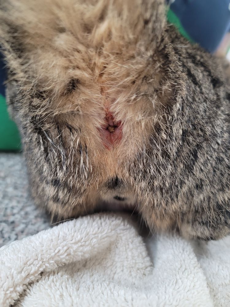 Parajon Animal Clinic Image