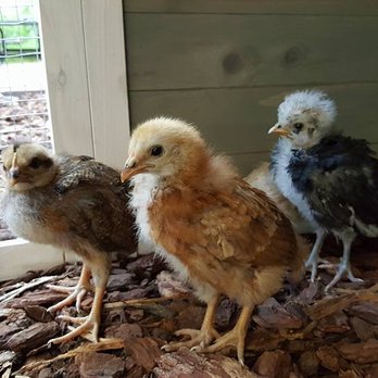 Mill Valley Chickens - Animal Shelters Near Me - Mill Valley, California Mill Valley Chickens - Animal Shelters Near Me - Mill Valley, California