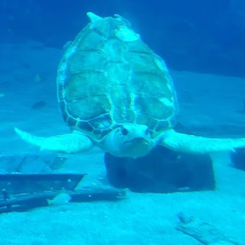 Adventure Aquarium - Ozzy the turtle - Aquariums Near Me - Camden, New Jersey Adventure Aquarium - Ozzy the turtle - Aquariums Near Me - Camden, New Jersey