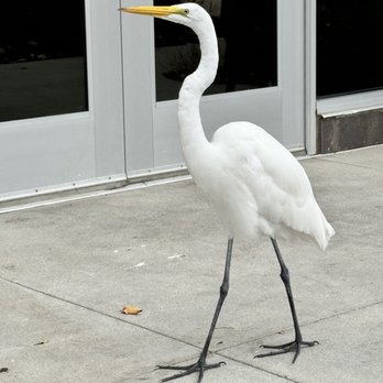 Gateway Deli & Cafe - Egret! - Cafes Near Me - Ontario, California
