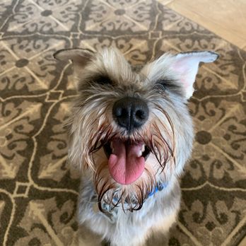 Pooches Day Spa - Pet Groomers Near Me - Boerne, Texas Pooches Day Spa - Pet Groomers Near Me - Boerne, Texas