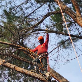 Affordable Tree Experts, Inc - Tree Services Near Me - Valley Village, California Affordable Tree Experts, Inc - Tree Services Near Me - Valley Village, California