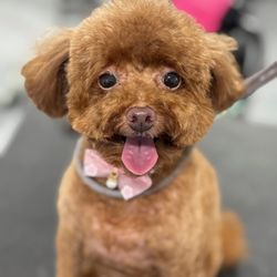 Happy Puppy