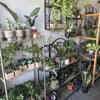 Annah’s Orchids and Plants - Plants - Nurseries & Gardening Near Me - La Habra, California Annah’s Orchids and Plants - Plants - Nurseries & Gardening Near Me - La Habra, California