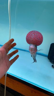 The Fin Shop by null