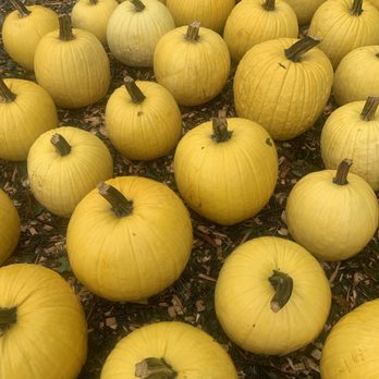 Decker's Nursery - Mellow Yellow Pumpkins - Nurseries & Gardening Near Me - Greenlawn, New York
