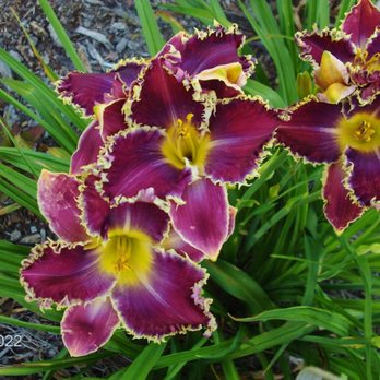 Davis Daylily Gardens - (Daylily) Tempt Me  $15 - Nurseries & Gardening Near Me - Lowgap, North Carolina