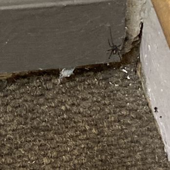 Cornerstone Apartment Services - Black widow #3. They have yet to put out traps - Apartments Near Me - Denver, Colorado Cornerstone Apartment Services - Black widow #3. They have yet to put out traps - Apartments Near Me - Denver, Colorado