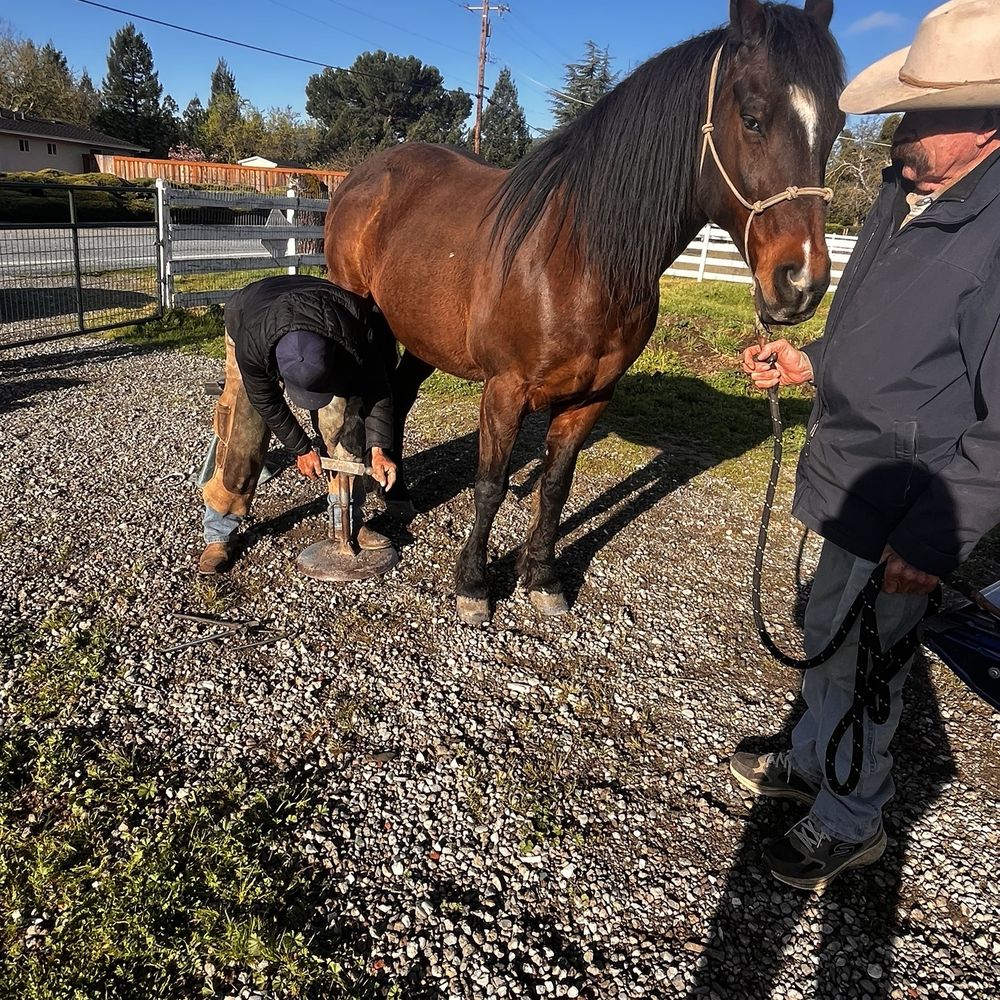 Ramon Gonzalez - Equine and Farrier Services - Farrier services in action! - Horseback Riding Near Me - Morgan Hill, California Ramon Gonzalez - Equine and Farrier Services - Farrier services in action! - Horseback Riding Near Me - Morgan Hill, California