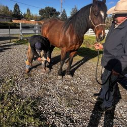 Ramon Gonzalez - Equine and Farrier Services - Farrier services in action!