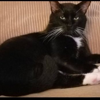 Urgent Pet Vets - Bootsie - Veterinarians Near Me - Crystal River, Florida Urgent Pet Vets - Bootsie - Veterinarians Near Me - Crystal River, Florida