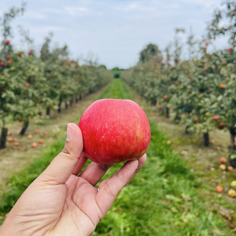 Navarino Orchard - Fruits & Veggies Near Me - Syracuse, New York