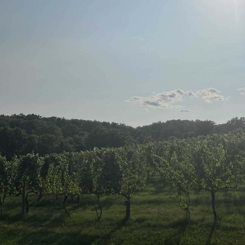 Vineyard Vineyard