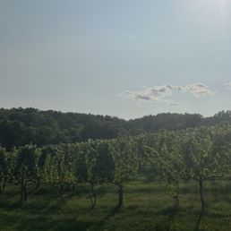 Vineyard
