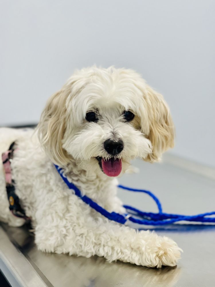 SEAL BEACH ANIMAL HOSPITAL Updated September 2024 81 Photos & 140