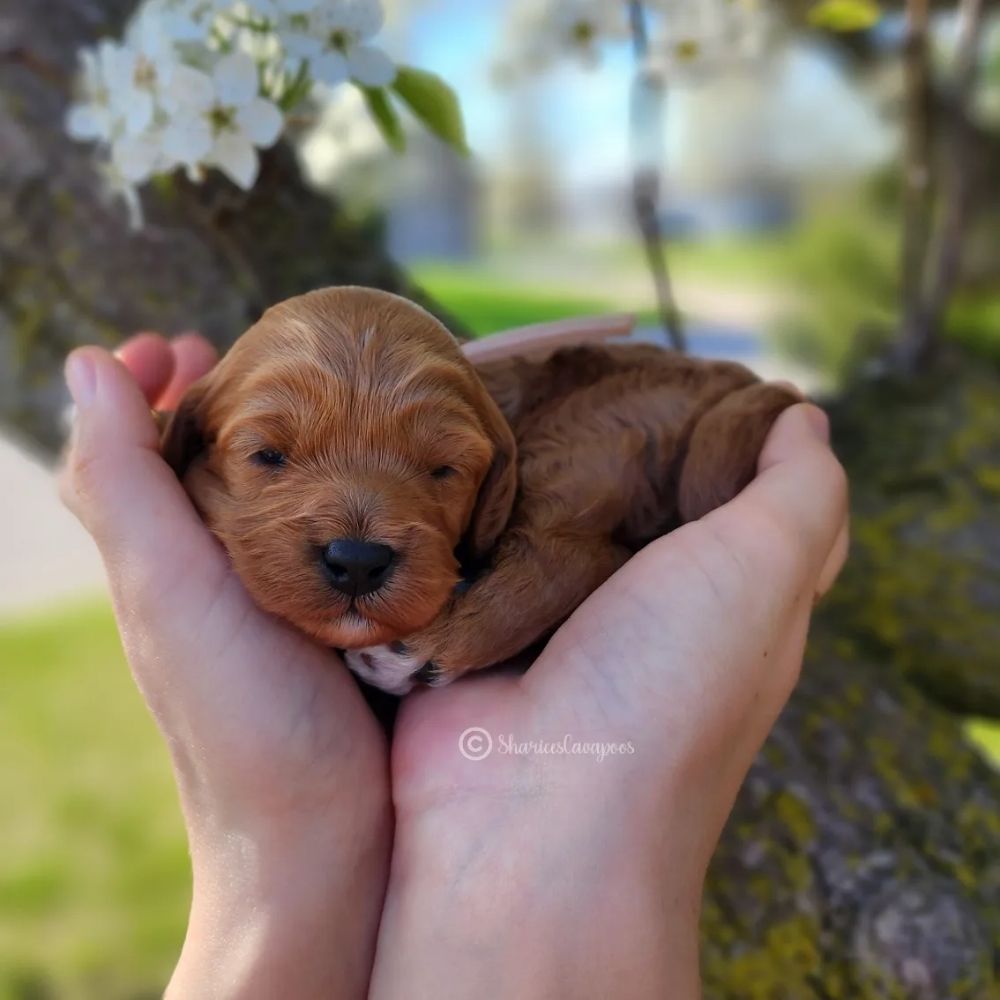 SHARICE’S CAVAPOOS Request Information 18 Photos 814 Prairie Ln, Ossian, Indiana Pet