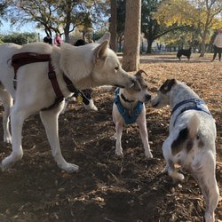 Madison Square Dog Park