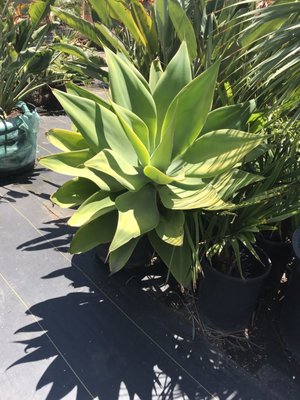 Golden Gate Palms by null