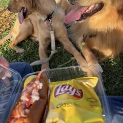 Concert night at Wellington amphitheater with food trucks,lobster rolls and the pups