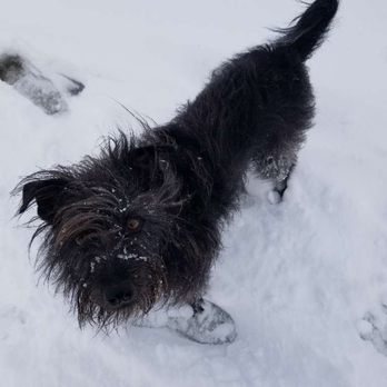 Off Road Paws - Brisket loves his snowy hikes! - Dog Walkers Near Me Off Road Paws - Brisket loves his snowy hikes! - Dog Walkers Near Me