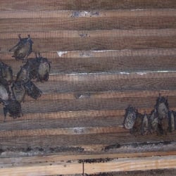 These are some bats that were living inside a gable vent of someone's home.