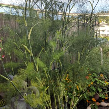 Bridgewater Bistro - Kitchen garden - New American Near Me - Astoria, Oregon