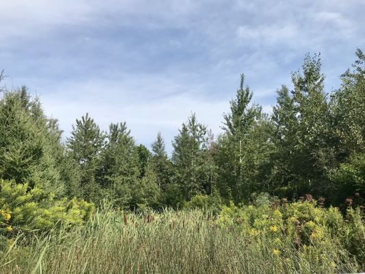 Corktown Common by null