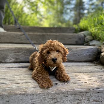 traverse mountain pet care