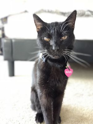 west chester cat hospital